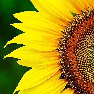 Meet your Posher, Linsey